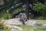 Gruppo di marmotte, Oasi del Colle Barant, Bobbio Pellice